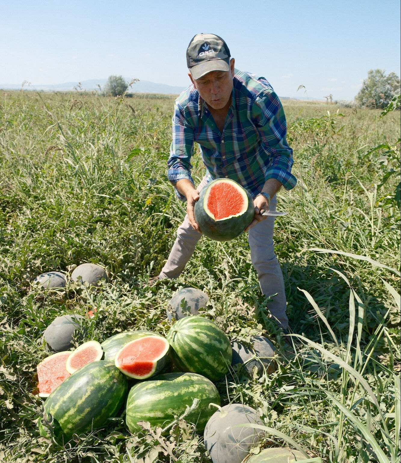 Sözleşmesine güvendi, kabusu yaşadı! Bir ili doyuracak karpuz tarlada kaldı - 3. Resim