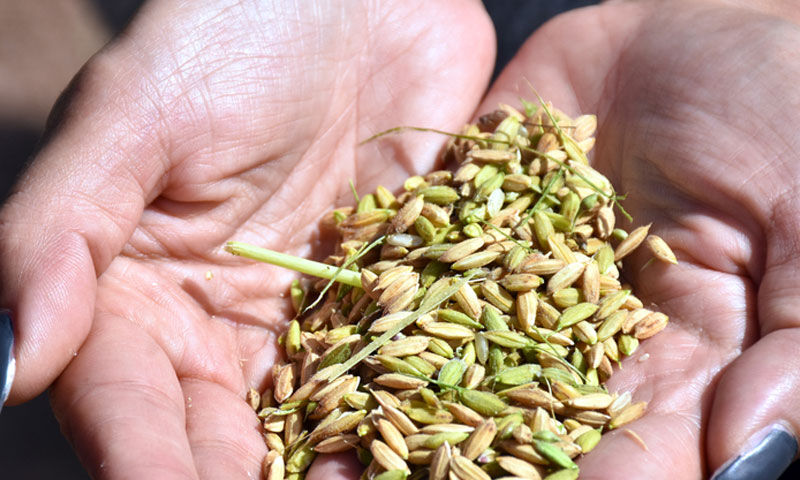 Çiftçiler kazançlı! Sulama sistemi yenilendi, hem verim arttı hem 4 kat tasarruf sağladılar - 4. Resim