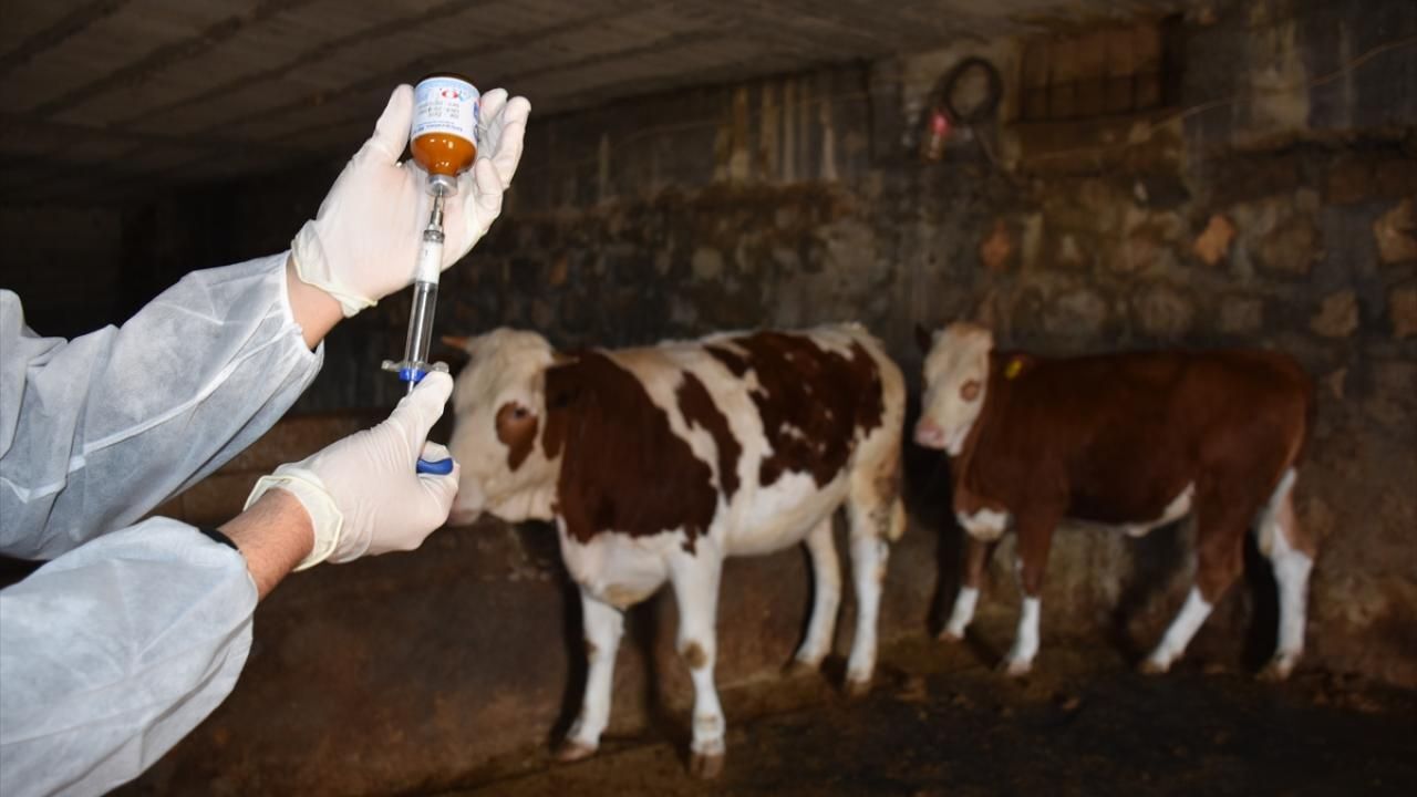 Hayvancılığın kabusu şap hastalığı etkisini kaybediyor! Hayvan pazarları bir bir açılıyor Hayvancılığın kabusu şap hastalığı etkisini kaybediyor! Hayvan pazarları bir bir açılıyor