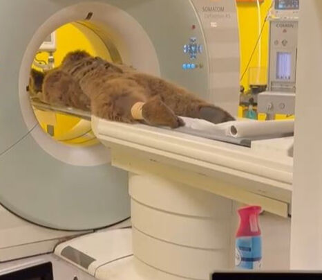 İstanbul'da meyveyi fazla kaçıran ayı acillik oldu! Sosyal medya bu görüntüleri konuşuyor - 1. Resim