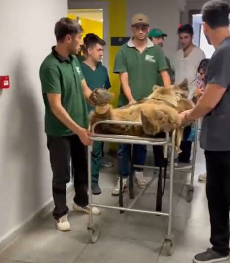 İstanbul'da meyveyi fazla kaçıran ayı acillik oldu! Sosyal medya bu görüntüleri konuşuyor - 2. Resim