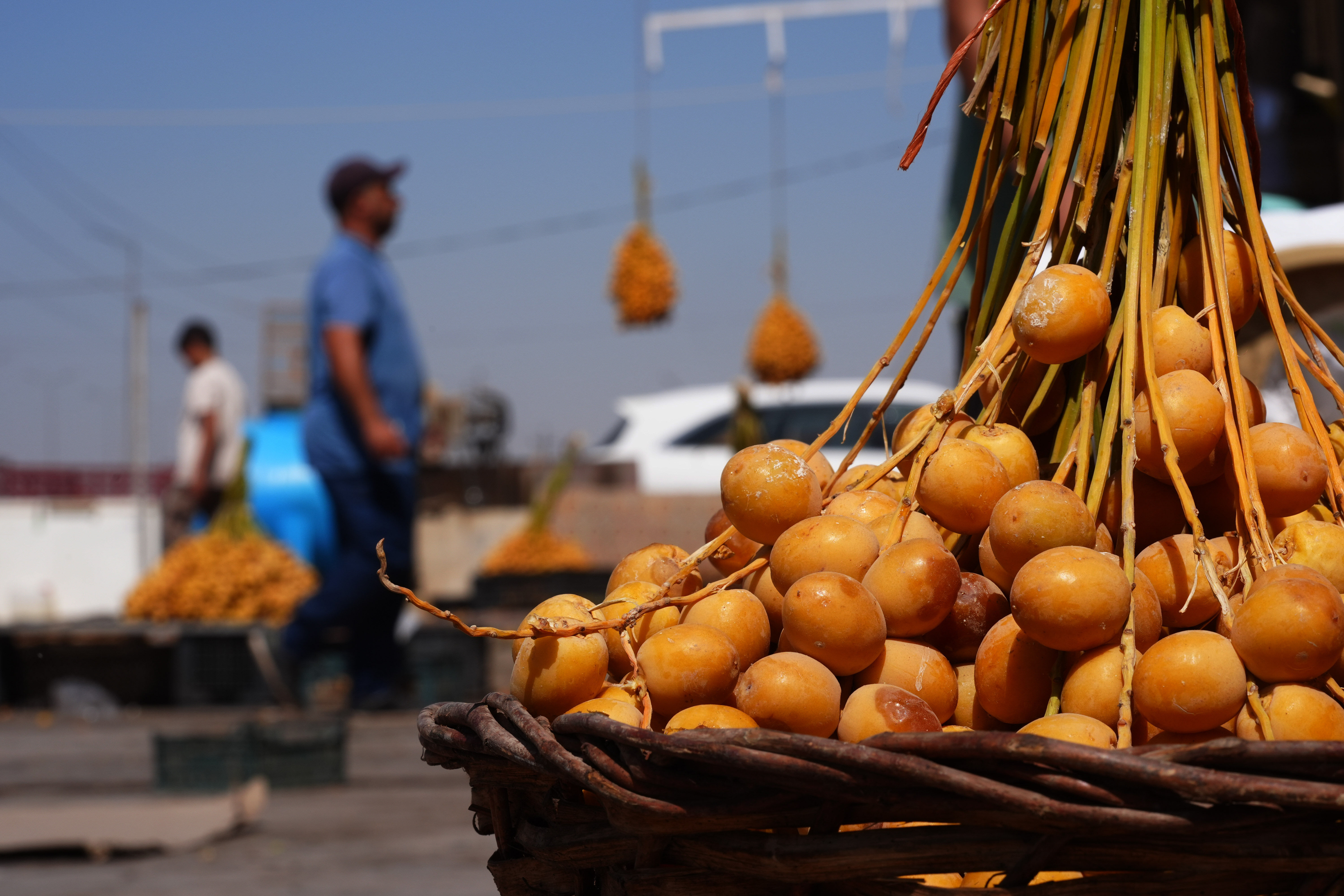Ağaç tepelerinde zorlu hasat! Sabah 4'te başlıyor, öğlene kadar sürüyor - 1. Resim