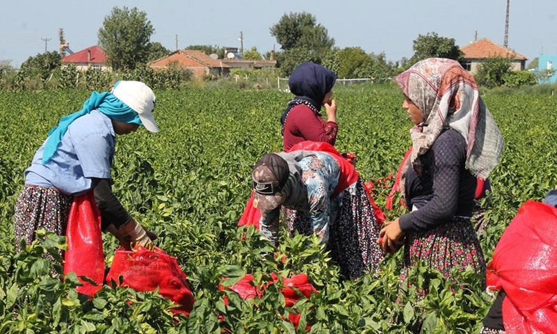 Bir defa eken 6 kez hasat ekiyor! Dönüm başına 5 ton ürün veriyor… Kazancı da bol Bir defa eken 6 kez hasat ekiyor! Dönüm başına 5 ton ürün veriyor… Kazancı da bol - 2. Resim