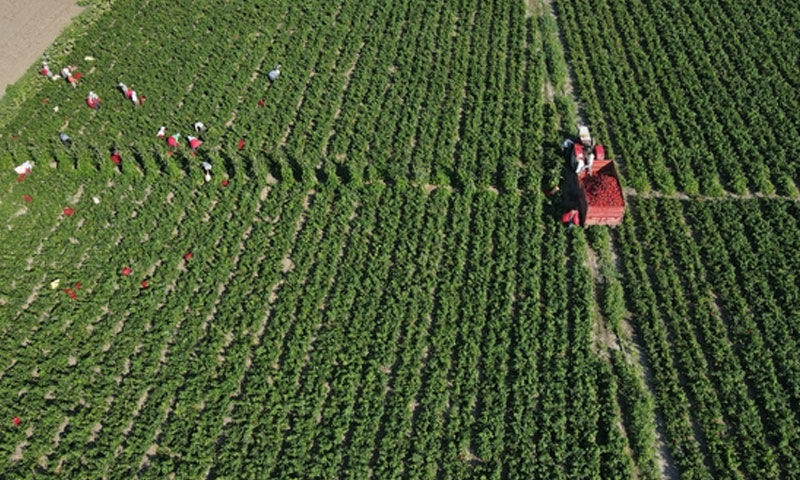 Bir defa eken 6 kez hasat ekiyor! Dönüm başına 5 ton ürün veriyor… Kazancı da bol Bir defa eken 6 kez hasat ekiyor! Dönüm başına 5 ton ürün veriyor… Kazancı da bol - 3. Resim
