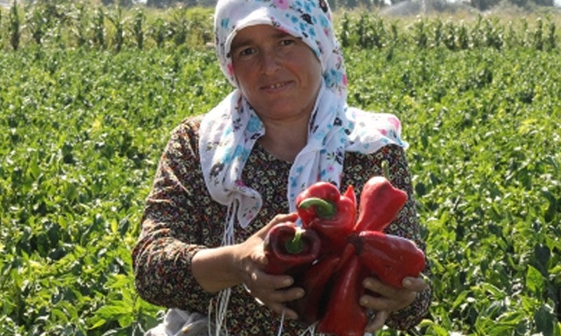 Bir defa eken 6 kez hasat ekiyor! Dönüm başına 5 ton ürün veriyor… Kazancı da bol Bir defa eken 6 kez hasat ekiyor! Dönüm başına 5 ton ürün veriyor… Kazancı da bol - 1. Resim