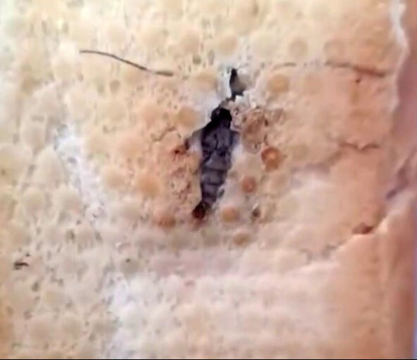 Ekmeğin içinden çıkan 