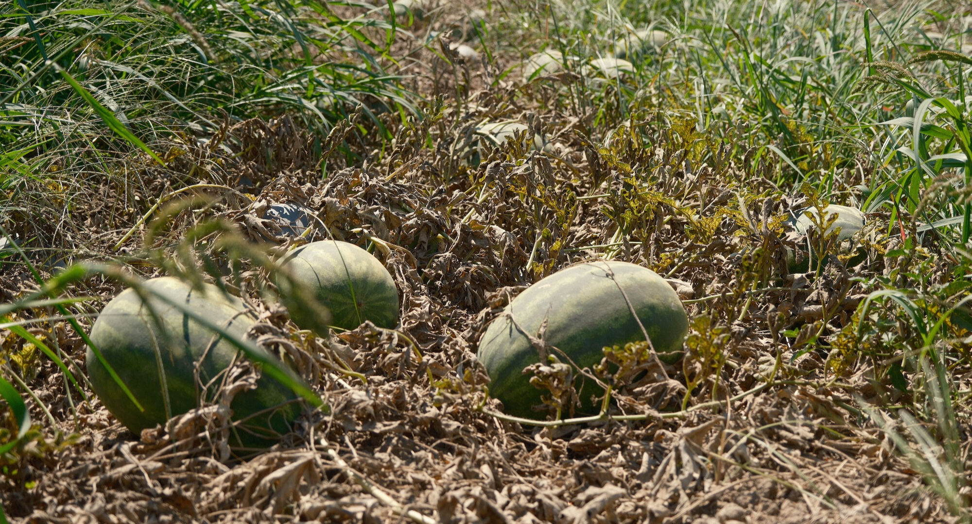 Fazla ekildi, tarla fiyatı dip yaptı! Sadece 70 kilometrede 30'a katlandı - 1. Resim