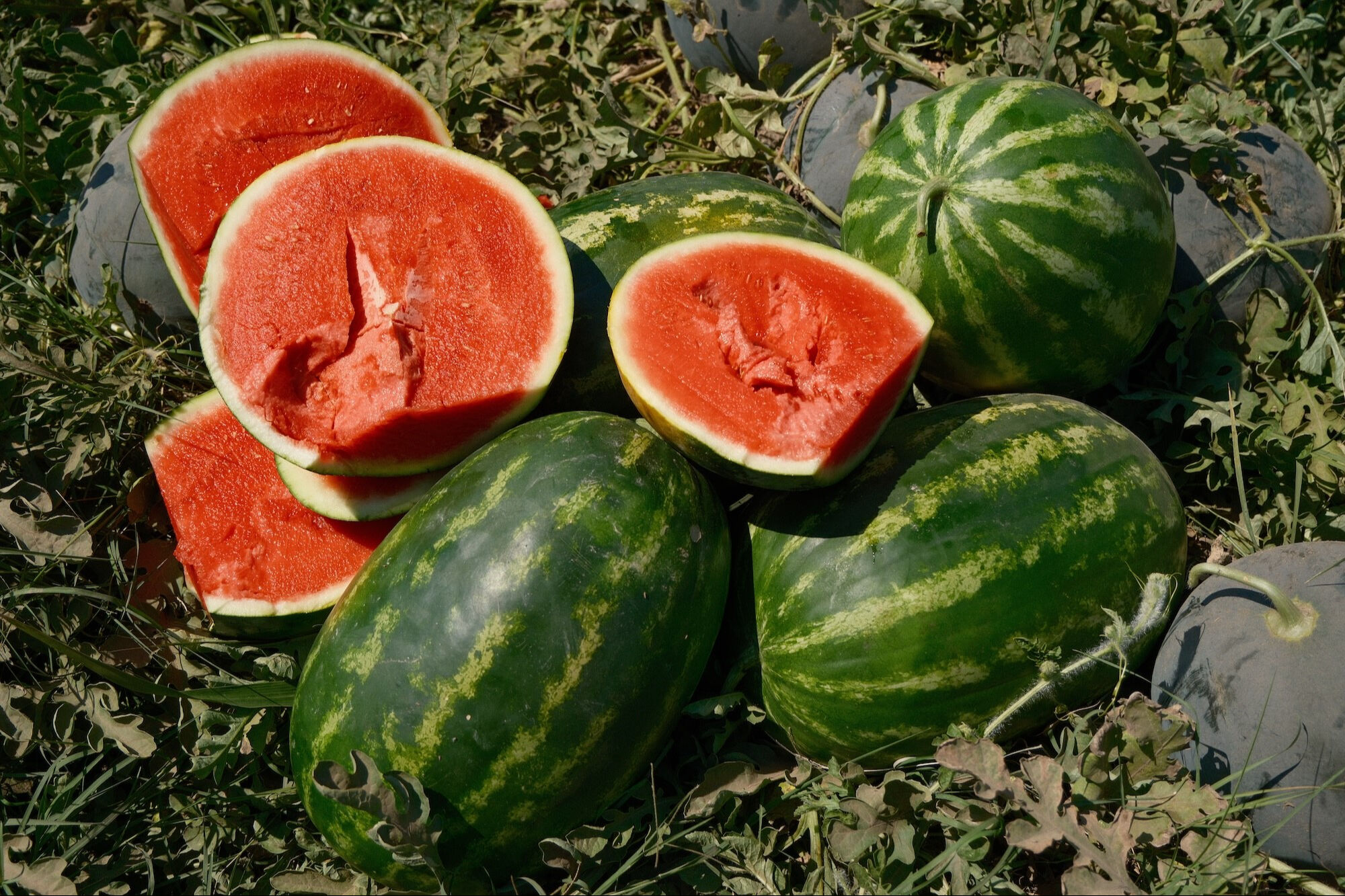 Fazla ekildi, tarla fiyatı dip yaptı! Sadece 70 kilometrede 30'a katlandı - 2. Resim