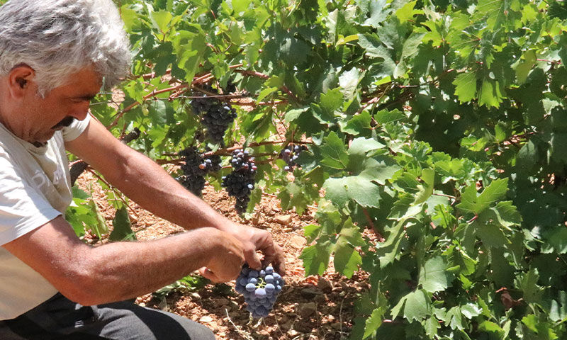 Bir defa eken yılda 5 kez hasat ediyor, tam 6 bin ton &uuml;r&uuml;n alınıyor - 1. Resim