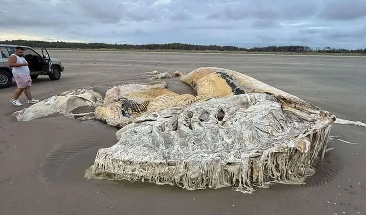 Sahilde görenler neye uğradığını şaşırdı! Uzmanlar harekete geçti - 1. Resim