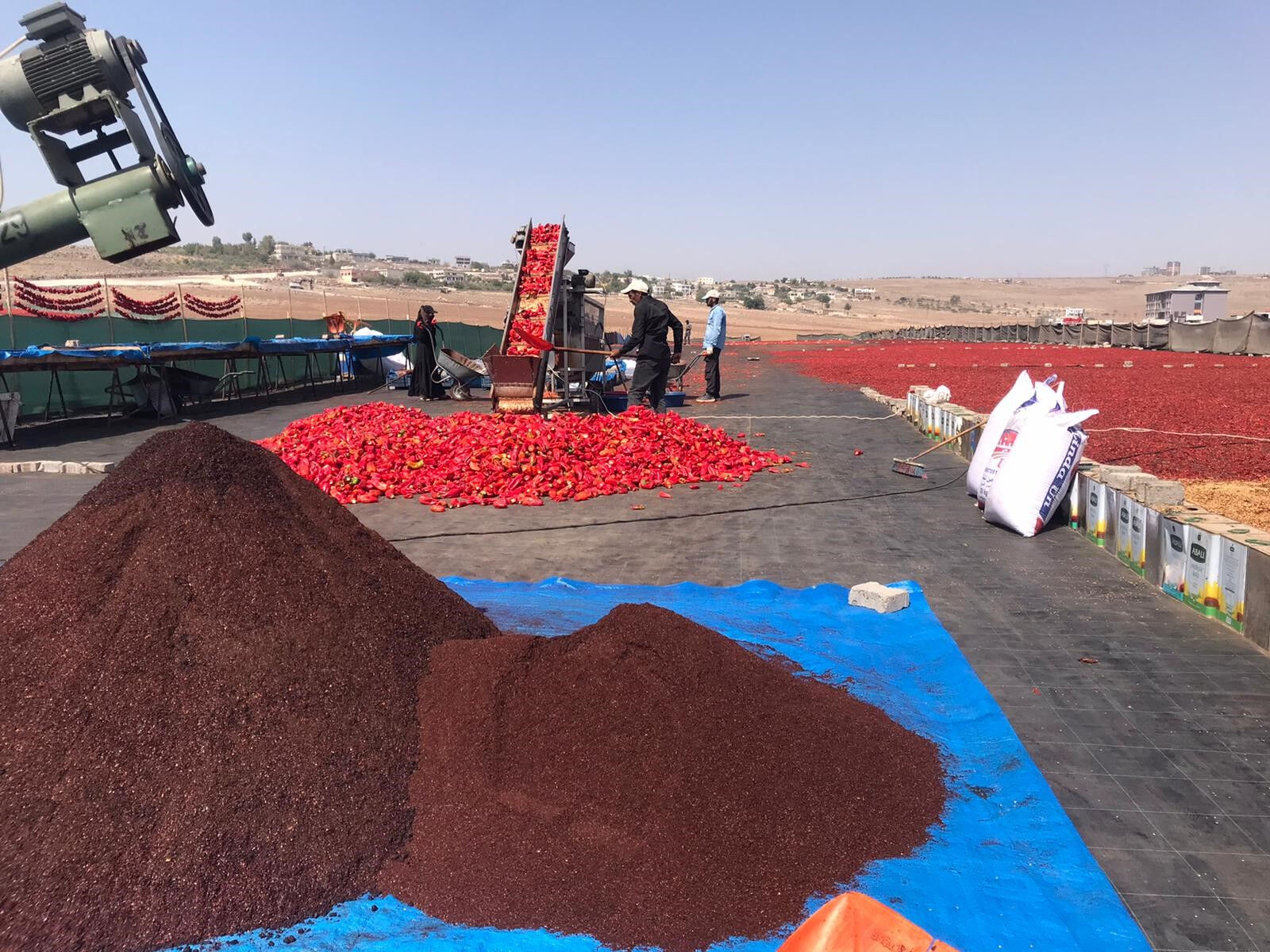 Tat ve lezzetiyle yemeklerin vazgeçilmezi! Hasat başladı, 50 derece sıcaklıkta günlük 1.000 lira kazanıyorlar - 3. Resim