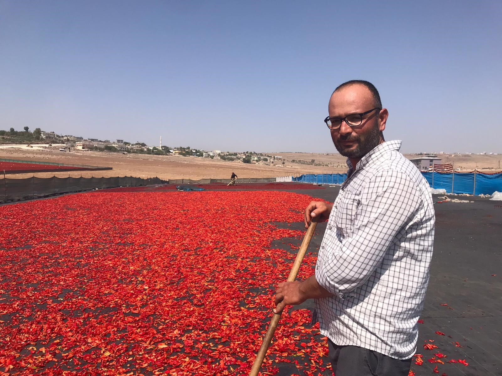 Tat ve lezzetiyle yemeklerin vazgeçilmezi! Hasat başladı, 50 derece sıcaklıkta günlük 1.000 lira kazanıyorlar - 1. Resim