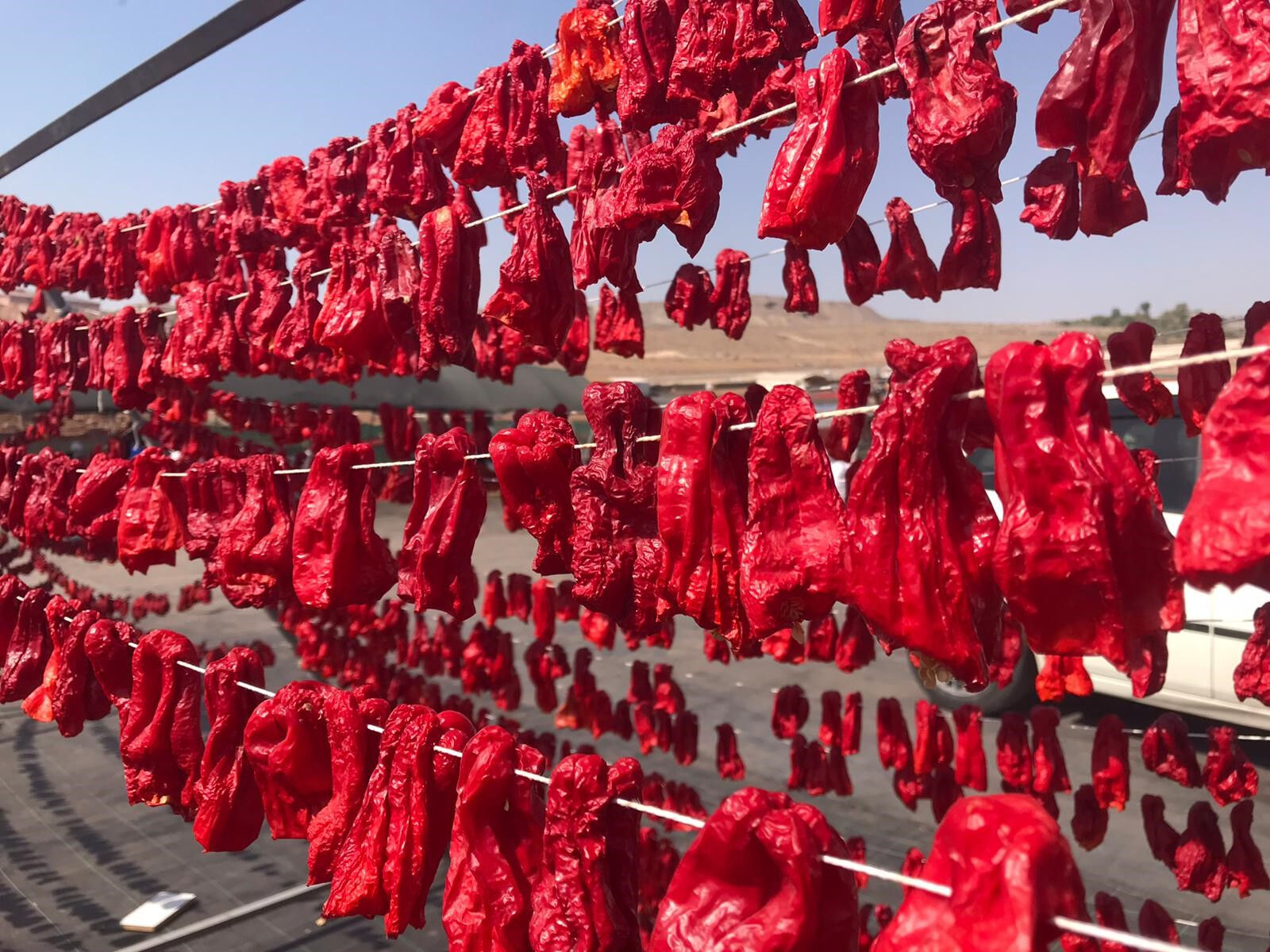 Tat ve lezzetiyle yemeklerin vazgeçilmezi! Hasat başladı, 50 derece sıcaklıkta günlük 1.000 lira kazanıyorlar - 2. Resim