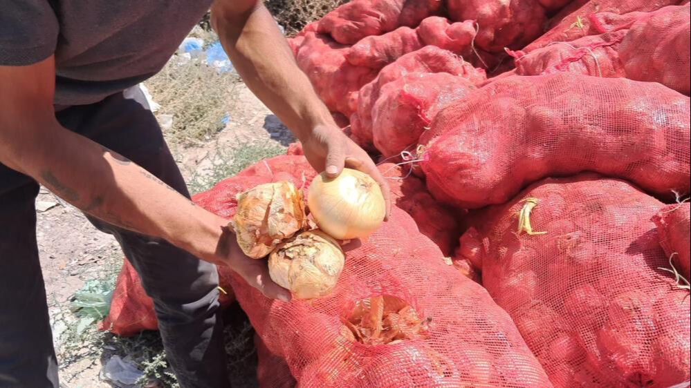 Tonlarcası boş araziye atıldı! Vatandaşlar seçerek evlerine götürdü Tonlarcası boş araziye atıldı! Vatandaşlar seçerek evlerine götürdü - 2. Resim