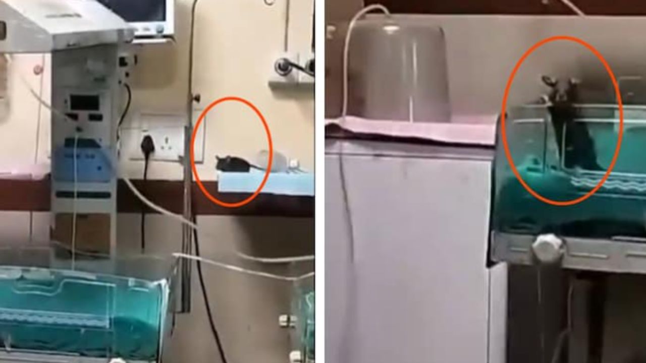 Yenidoğan ünitesinde 'fare' skandalı! İki bebek feci şekilde can verdi Yenidoğan ünitesinde 'fare' skandalı! İki bebek feci şekilde can verdi