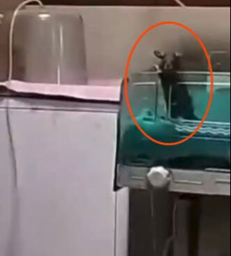 Yenidoğan ünitesinde 'fare' skandalı! İki bebek feci şekilde can verdi - 2. Resim