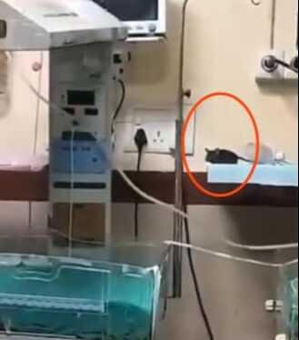 Yenidoğan ünitesinde 'fare' skandalı! İki bebek feci şekilde can verdi - 1. Resim