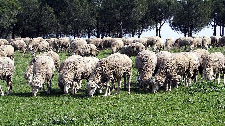 Merinos, Kıvırcık, Tahirova... TİGEM 3 bin 320 küçükbaş hayvan satacak! İşte ihale detayları Merinos, Kıvırcık, Tahirova... TİGEM 3 bin 320 küçükbaş hayvan satacak! İşte ihale detayları... - 1. Resim
