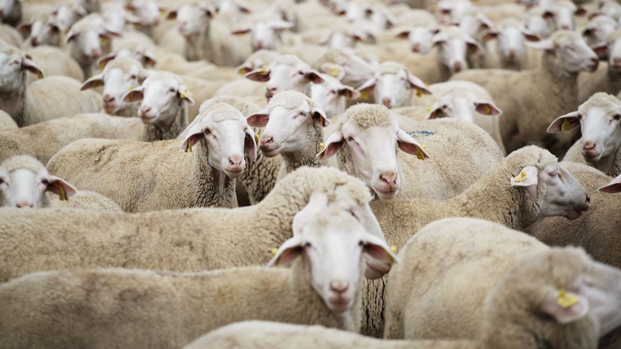 Merinos, Kıvırcık, Tahirova... TİGEM 3 bin 320 küçükbaş hayvan satacak! İşte ihale detayları Merinos, Kıvırcık, Tahirova... TİGEM 3 bin 320 küçükbaş hayvan satacak! İşte ihale detayları