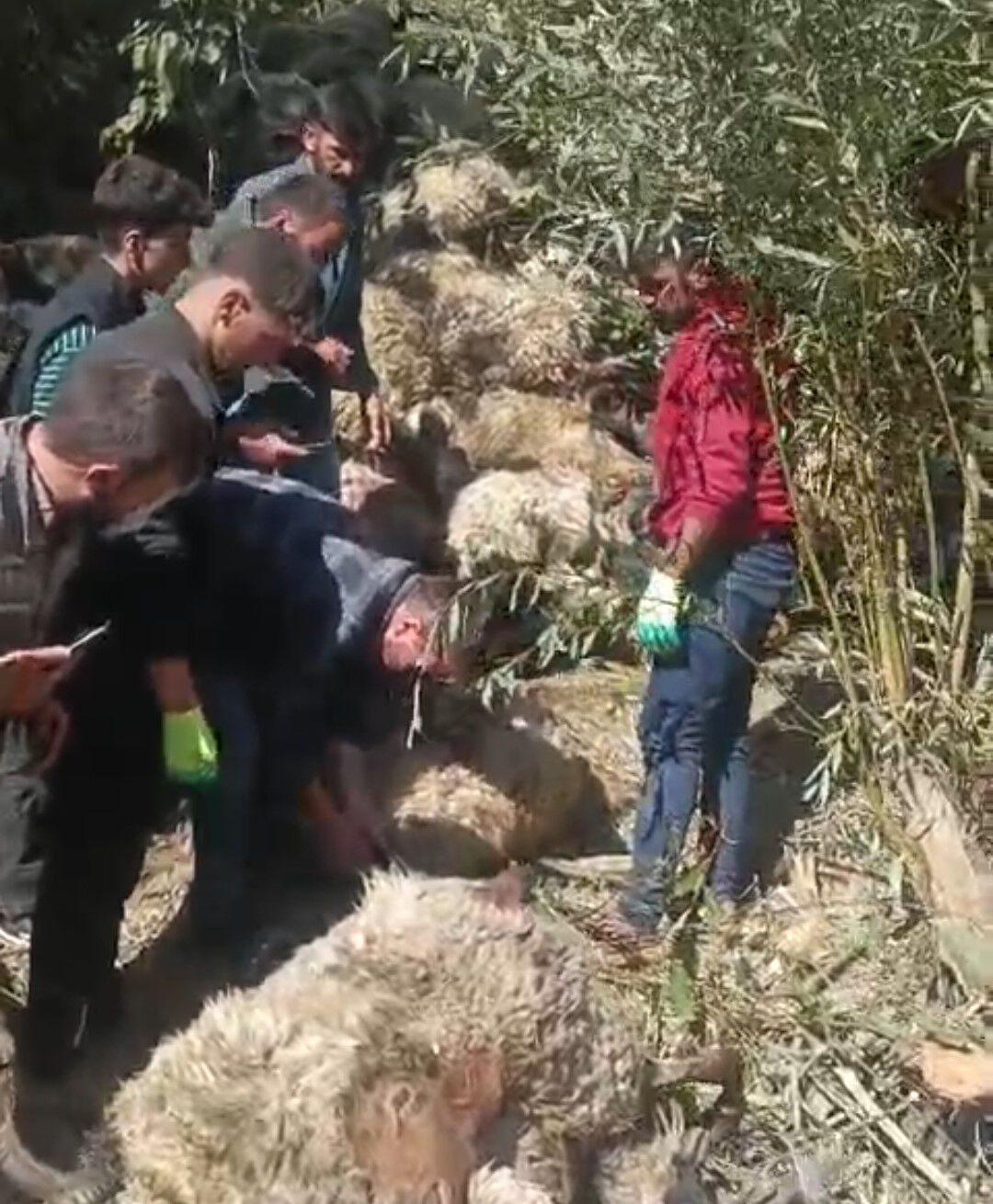 Biri gidince hepsi peşinden atladı! Van'da şoke eden olay: 334 koyun intihar etti - 1. Resim