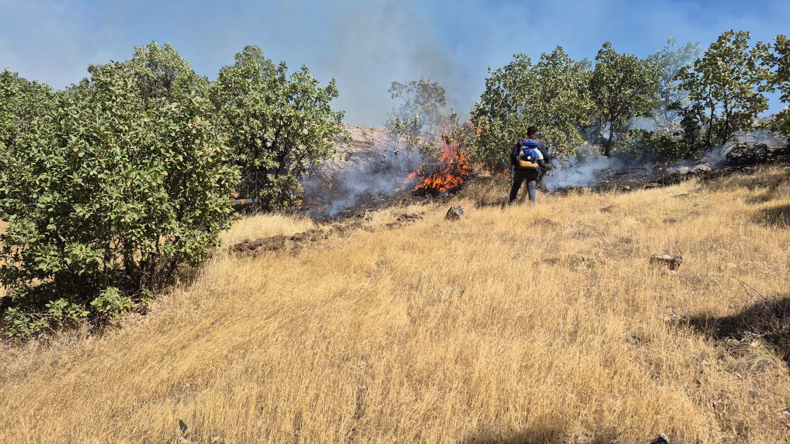 Mardin'de ormanlık alanda yangın! Alevler kısa sürede yayıldı - 1. Resim