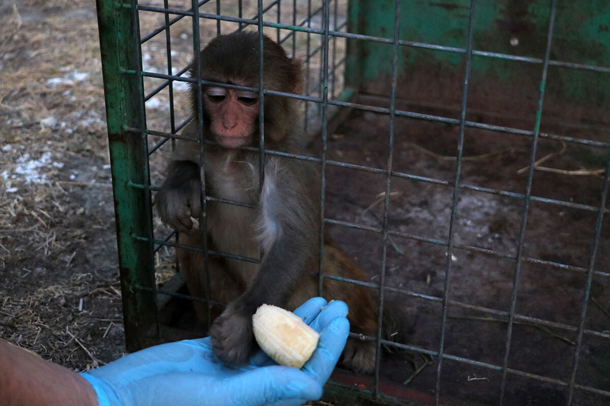 Tokatlanan maymun g&uuml;ndem oldu! Sahibi sınırda buldum dedi, devlet korumaya aldı - 3. Resim