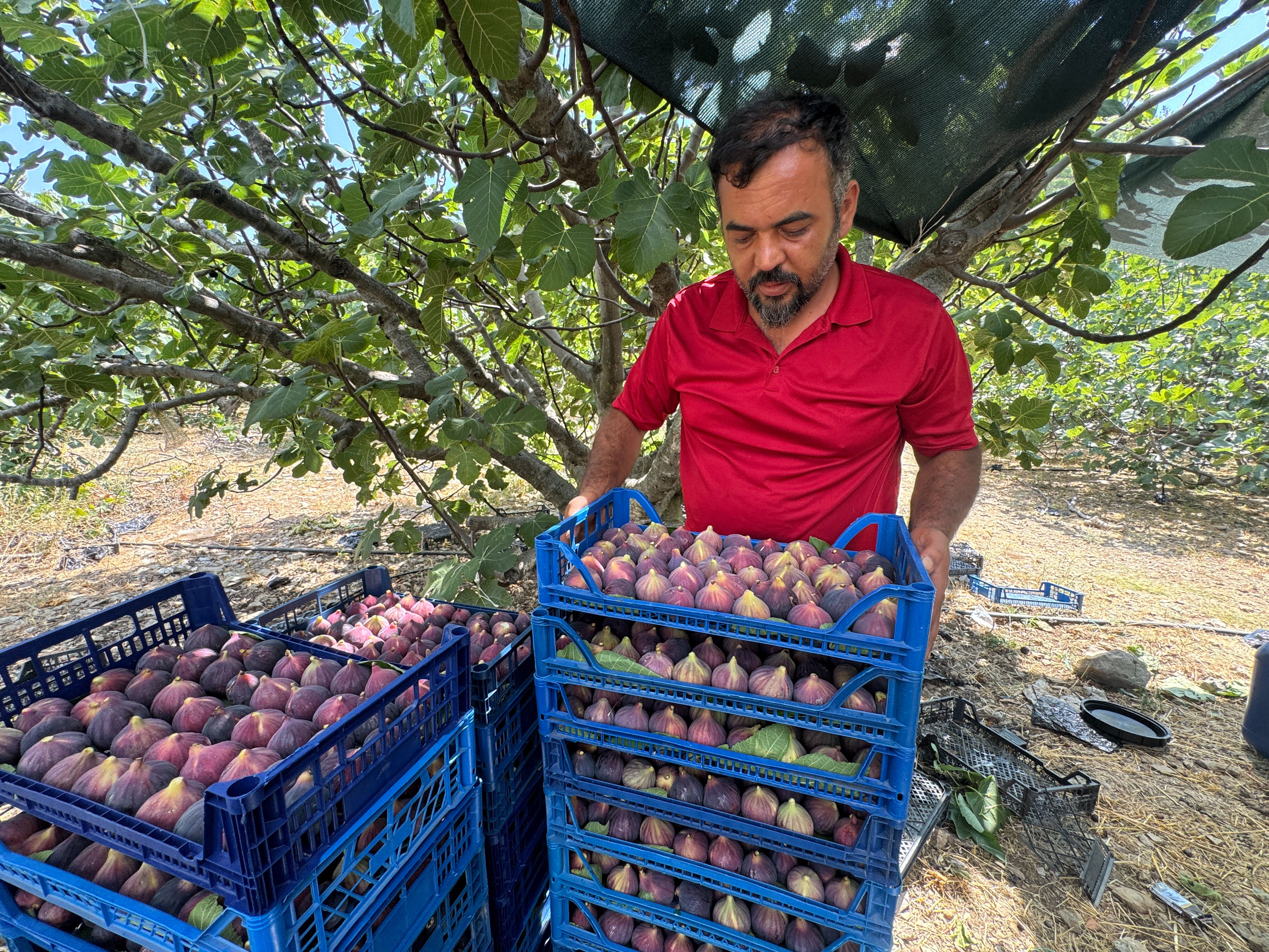 Çiftçi hayal kırıklığı yaşıyor! Verim bu yıl 4'te 3 oranında azaldı, kilosu bahçede 120 lira Çiftçi hayal kırıklığı yaşıyor! Verim bu yıl 4'te 3 oranında azaldı, kilosu bahçede 120 lira - 4. Resim