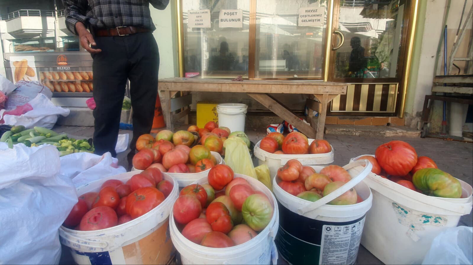 1 tanesi 1 kilo! Ata tohumuyla yetiştiriliyor, kovayla satılıyor 1 tanesi 1 kilo! Ata tohumuyla yetiştiriliyor, kovayla satılıyor - 1. Resim
