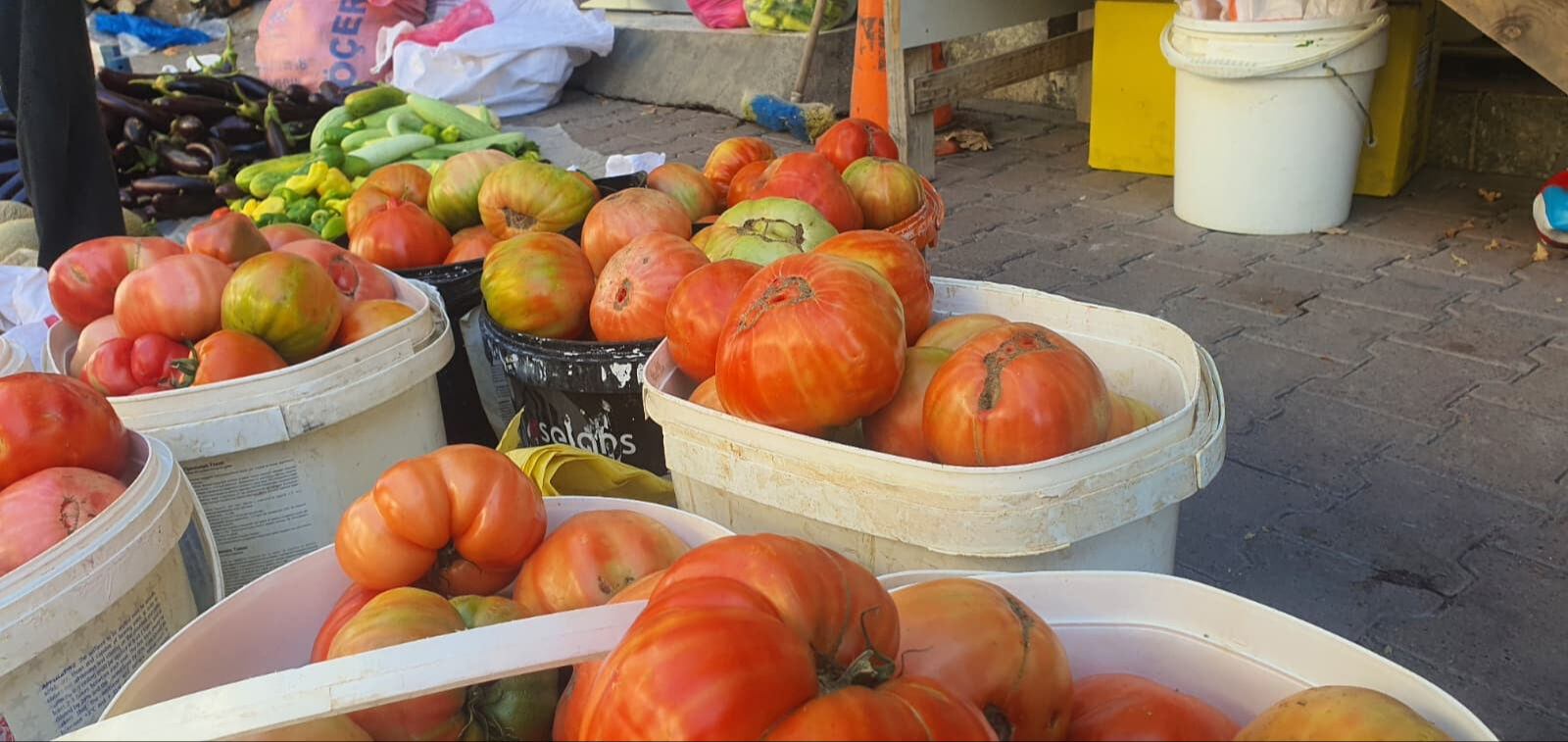 1 tanesi 1 kilo! Ata tohumuyla yetiştiriliyor, kovayla satılıyor 1 tanesi 1 kilo! Ata tohumuyla yetiştiriliyor, kovayla satılıyor - 2. Resim