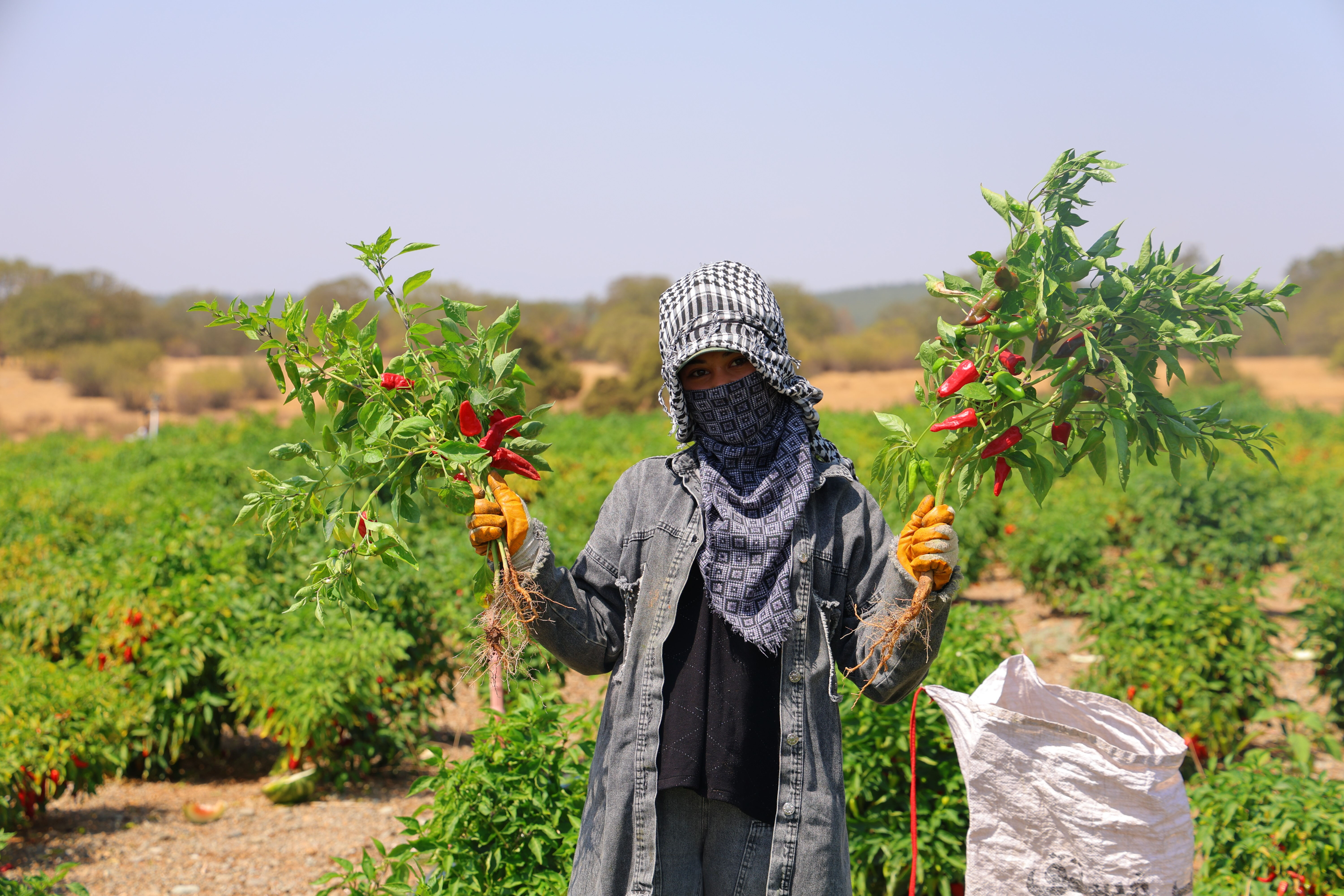 Aromasıyla damak çatlatıyor! Kahramanmaraş'ın tescilli lezzetinin sofralara yolculuğu başladı Aroması ve lezzetiyle damak çatlatıyor! Kahramanmaraş'ın tescilli lezzetinin sofralara yolculuğu başladı - 1. Resim