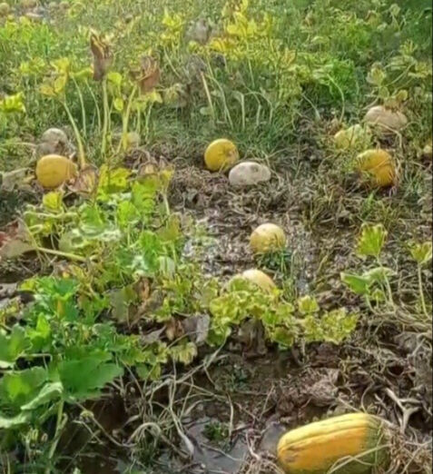 Başına gelen olay sonrası dünyası yıkıldı! Erzincanlı çiftçinin 1 yıllık emeği heba oldu  Başına gelen olay sonrası dünyası yıkıldı! Erzincanlı çiftçinin 1 yıllık emeği heba oldu  - 1. Resim