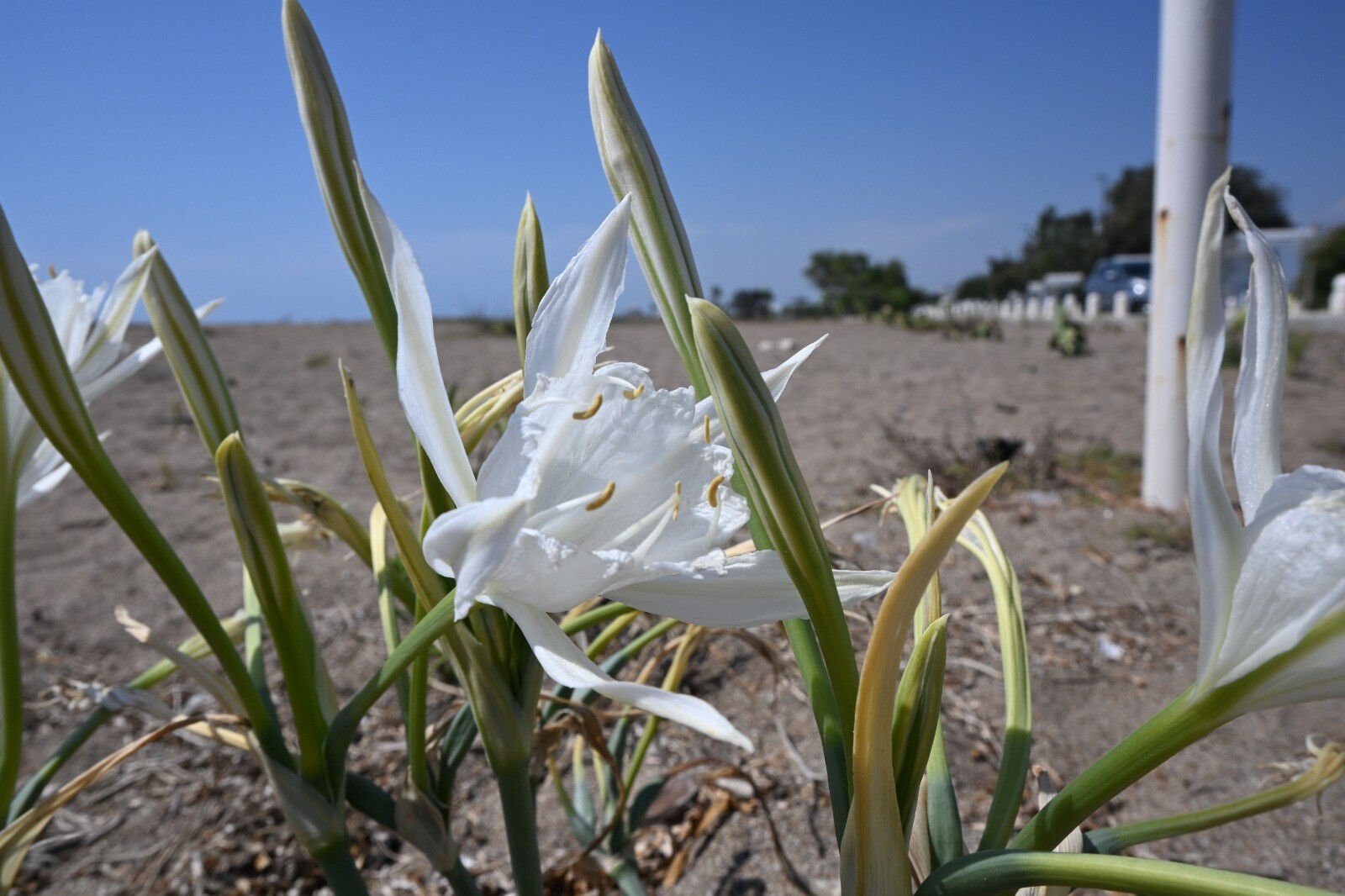 Nesli tükenmek üzere! Zarar verene büyük ceza var, dudak uçuklatıyor Nesli tükenmek üzere! Zarar verene büyük ceza var, dudak uçuklatıyor - 1. Resim