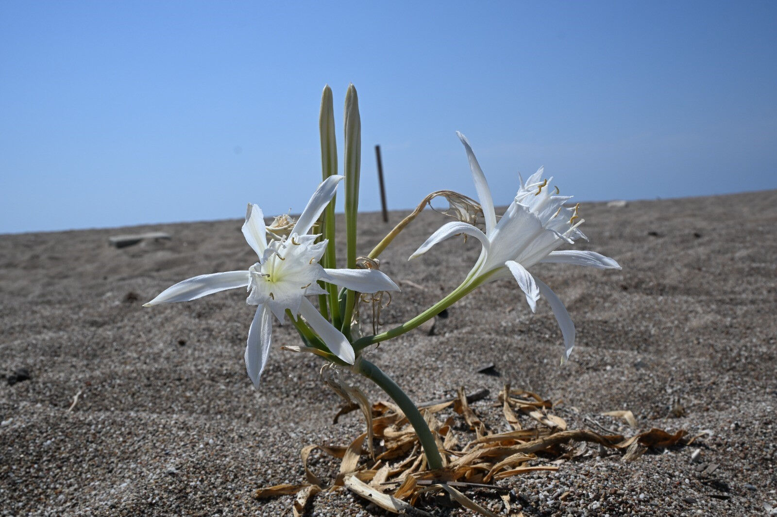 Nesli tükenmek üzere! Zarar verene büyük ceza var, dudak uçuklatıyor Nesli tükenmek üzere! Zarar verene büyük ceza var, dudak uçuklatıyor - 2. Resim