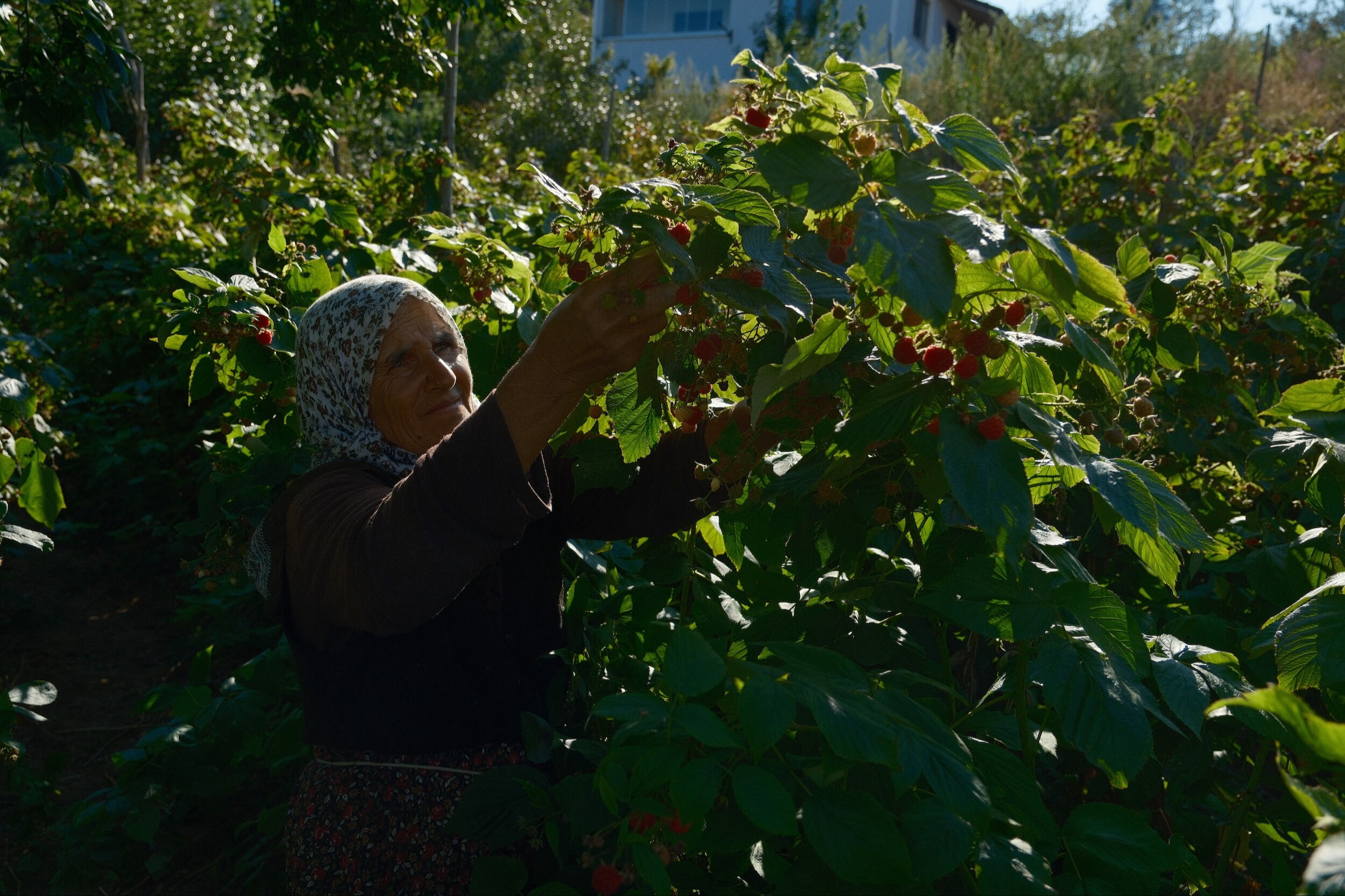 Türkiye'nin ihtiyacının tamamı Bursa'da üretiliyor! Kilosu 250 lira, 1 dönümden 375 bin lira kazandırıyor Türkiye'nin ihtiyacının tamamı Bursa'da üretiliyor! Kilosu 250 lira, 1 dönümden 375 bin lira kazandırıyor - 1. Resim