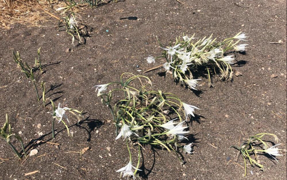 Cezasını duyan yanından bile geçmiyor! Araba parası... Cezasını duyan yanından bile geçmiyor! Araba parası... - 2. Resim