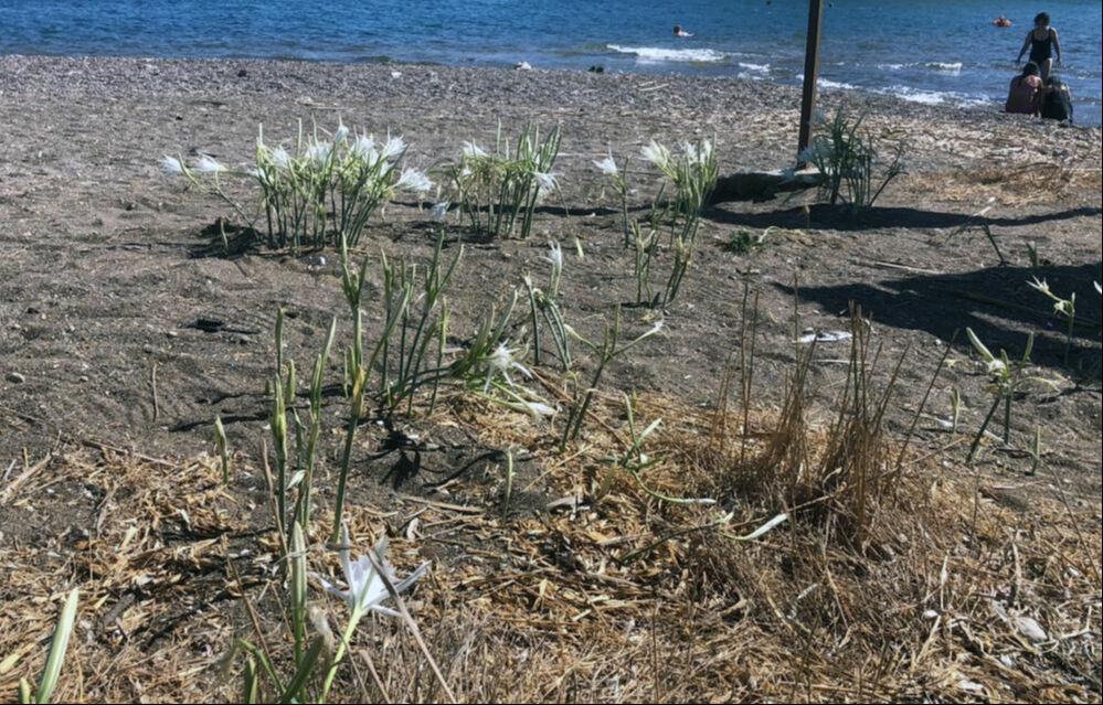Cezasını duyan yanından bile geçmiyor! Araba parası... Cezasını duyan yanından bile geçmiyor! Araba parası... - 1. Resim