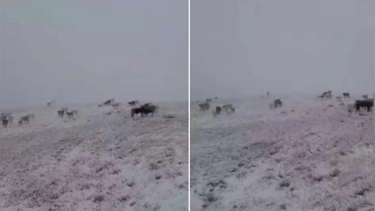 Eylül ayında kar sürprizi! Kış bir anda geldi, her yer beyaza büründü Eylül ayında büyük sürpriz! Kış bir anda geldi, yılın ilk karı yağdı - 1. Resim