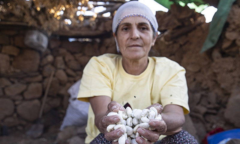 Tanesi 50, kilosu 5 bin lira! Dikenli bitkiden bin bir emekle üretiliyor, çare olmadığı hastalık yok Tanesi 50, kilosu 5 bin lira! Dikenli bitkiden bin bir emekle üretiliyor, çare olmadığı hastalık yok - 4. Resim