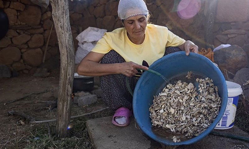 Tanesi 50, kilosu 5 bin lira! Dikenli bitkiden bin bir emekle üretiliyor, çare olmadığı hastalık yok Tanesi 50, kilosu 5 bin lira! Dikenli bitkiden bin bir emekle üretiliyor, çare olmadığı hastalık yok - 1. Resim