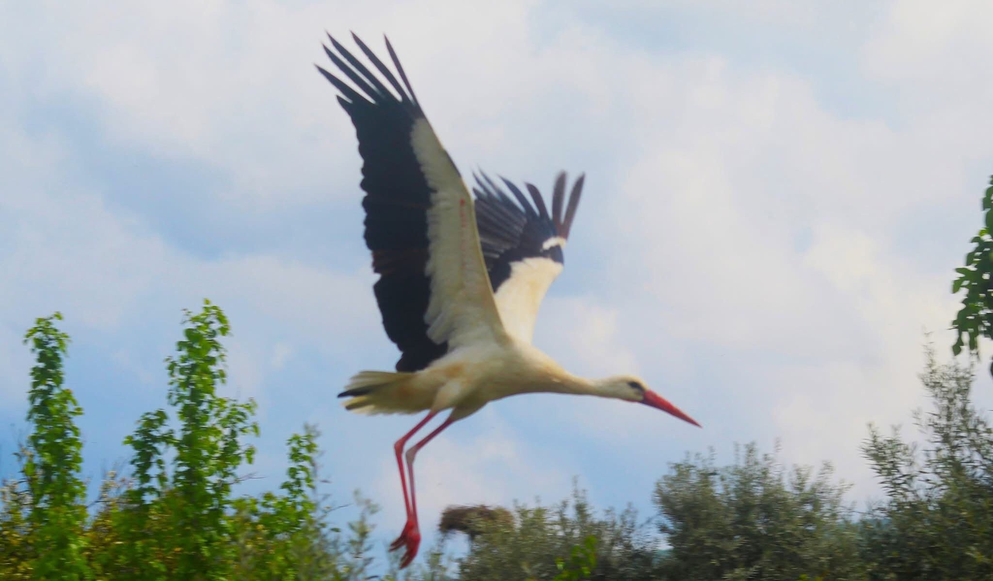 17 ilçede bir tek orası kalmıştı! Kuşadası'na ilk kez leylek geldi 17 ilçede bir tek orası kalmıştı! Kuşadası'na ilk kez leylek geldi - 1. Resim