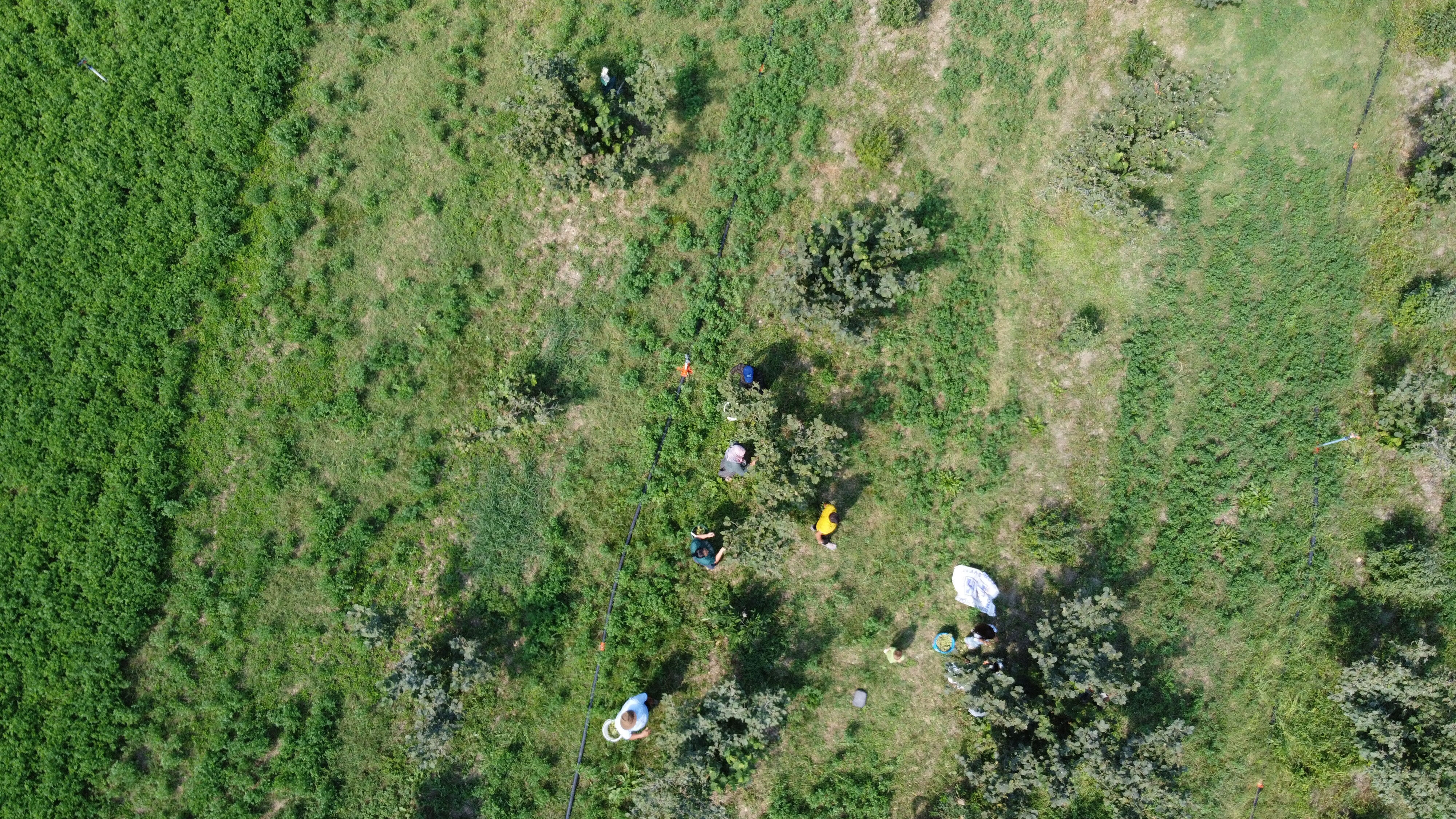 Burası Karadeniz değil! Fındık hasadı yapılan kentimizi duyanlar şaşırıp kalıyor Burası Karadeniz değil! Fındık hasadı yapılan kentimizi duyanlar şaşırıp kalıyor - 1. Resim