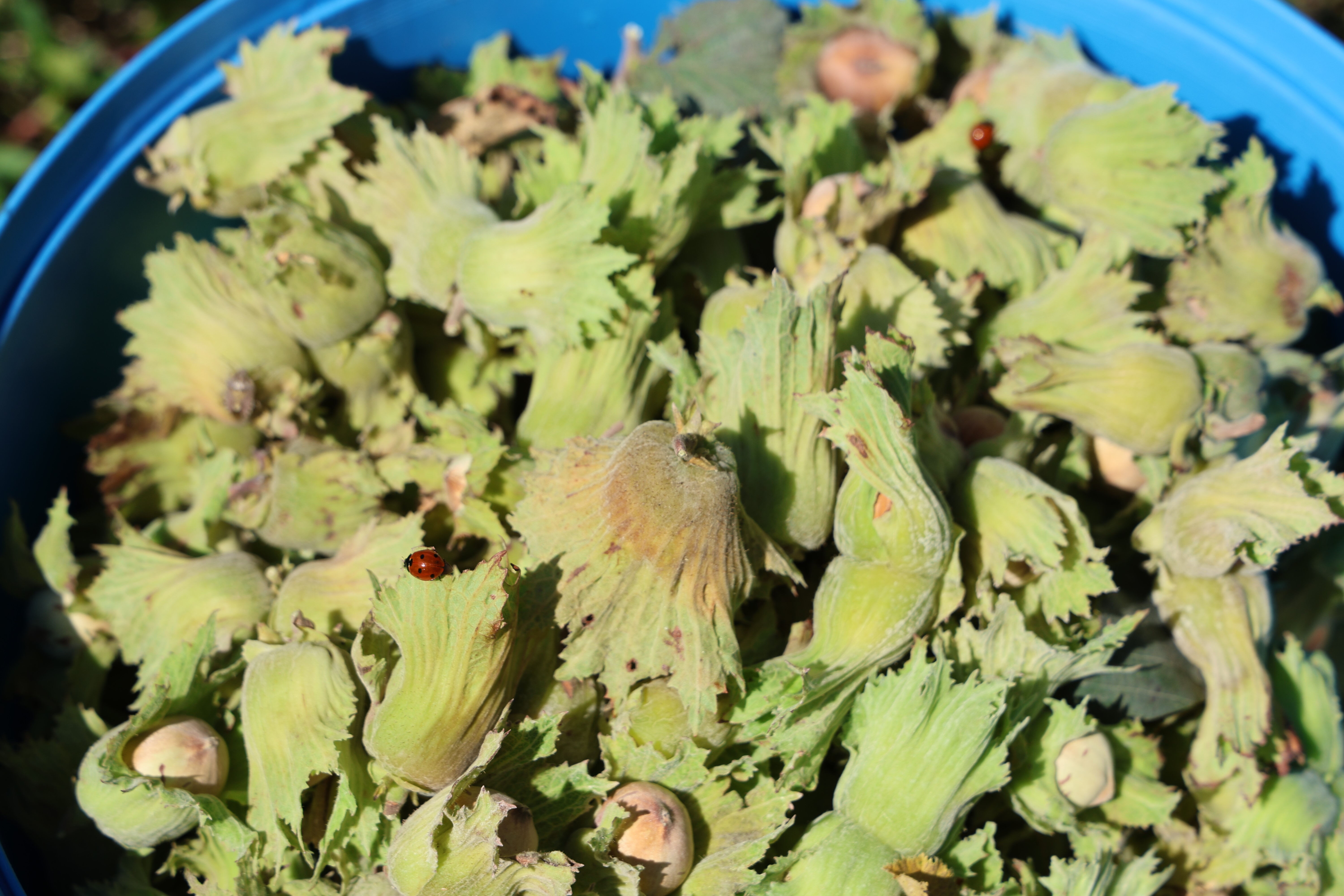 Burası Karadeniz değil! Fındık hasadı yapılan kentimizi duyanlar şaşırıp kalıyor Burası Karadeniz değil! Fındık hasadı yapılan kentimizi duyanlar şaşırıp kalıyor - 4. Resim