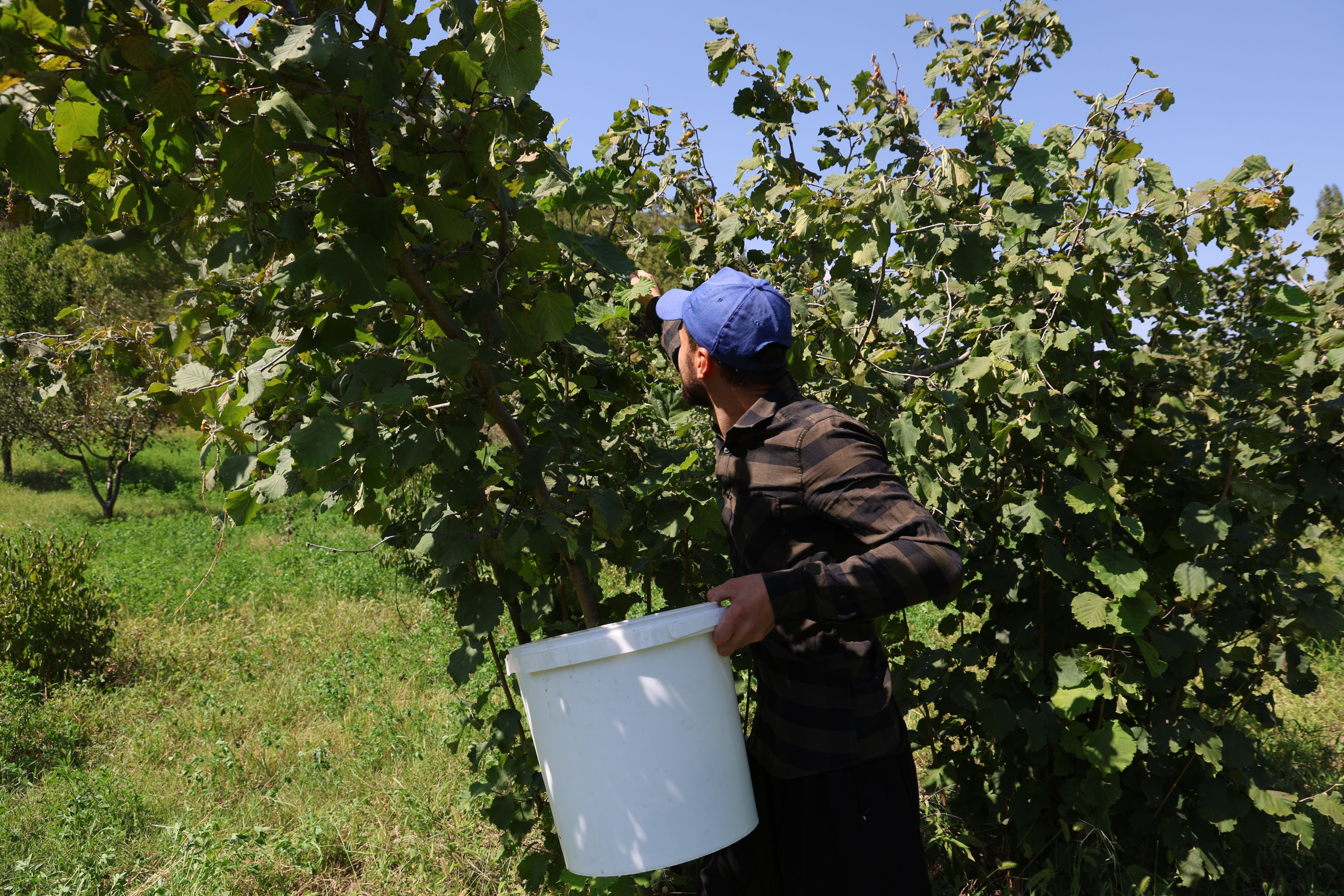 Burası Karadeniz değil! Fındık hasadı yapılan kentimizi duyanlar şaşırıp kalıyor Burası Karadeniz değil! Fındık hasadı yapılan kentimizi duyanlar şaşırıp kalıyor - 2. Resim