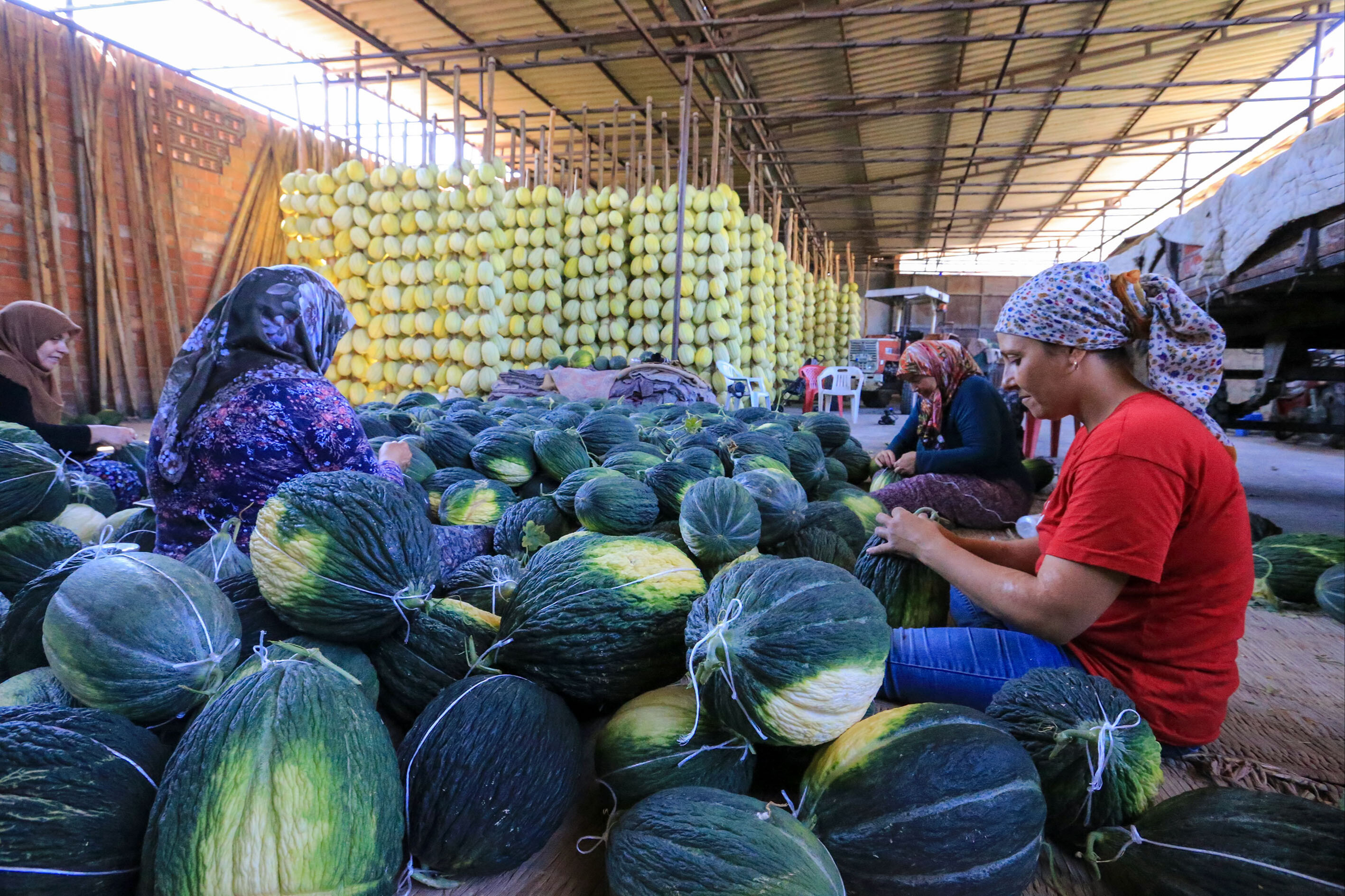 Depolarda ocak ayına kadar saklıyorlar! Aromasıyla damak çatlatan tescilli lezzette hasat sürüyor Depolarda ocak ayına kadar saklıyorlar! Aromasıyla damak çatlatan tescilli lezzette hasat sürüyor - 3. Resim