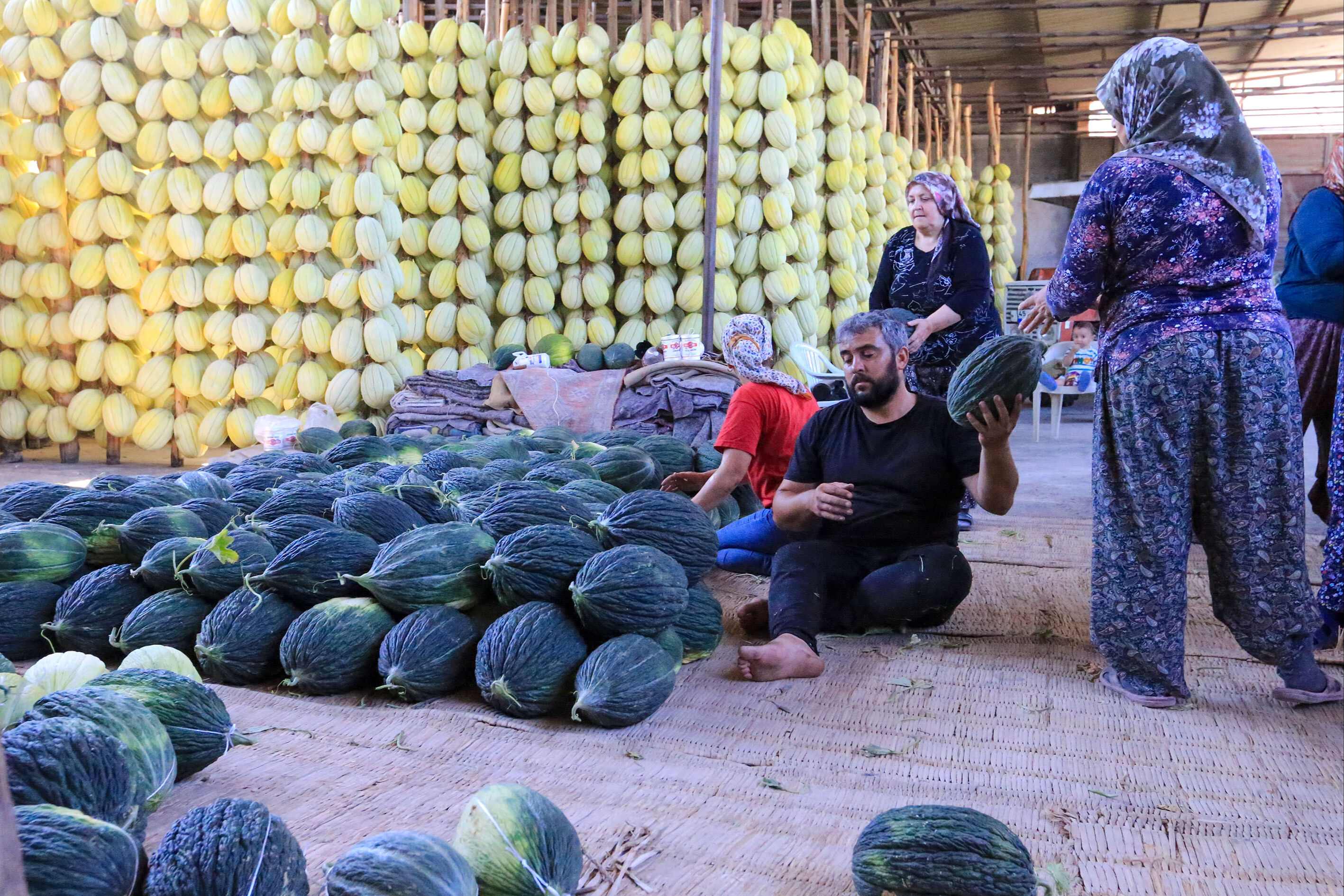 Depolarda ocak ayına kadar saklıyorlar! Aromasıyla damak çatlatan tescilli lezzette hasat sürüyor Depolarda ocak ayına kadar saklıyorlar! Aromasıyla damak çatlatan tescilli lezzette hasat sürüyor - 4. Resim