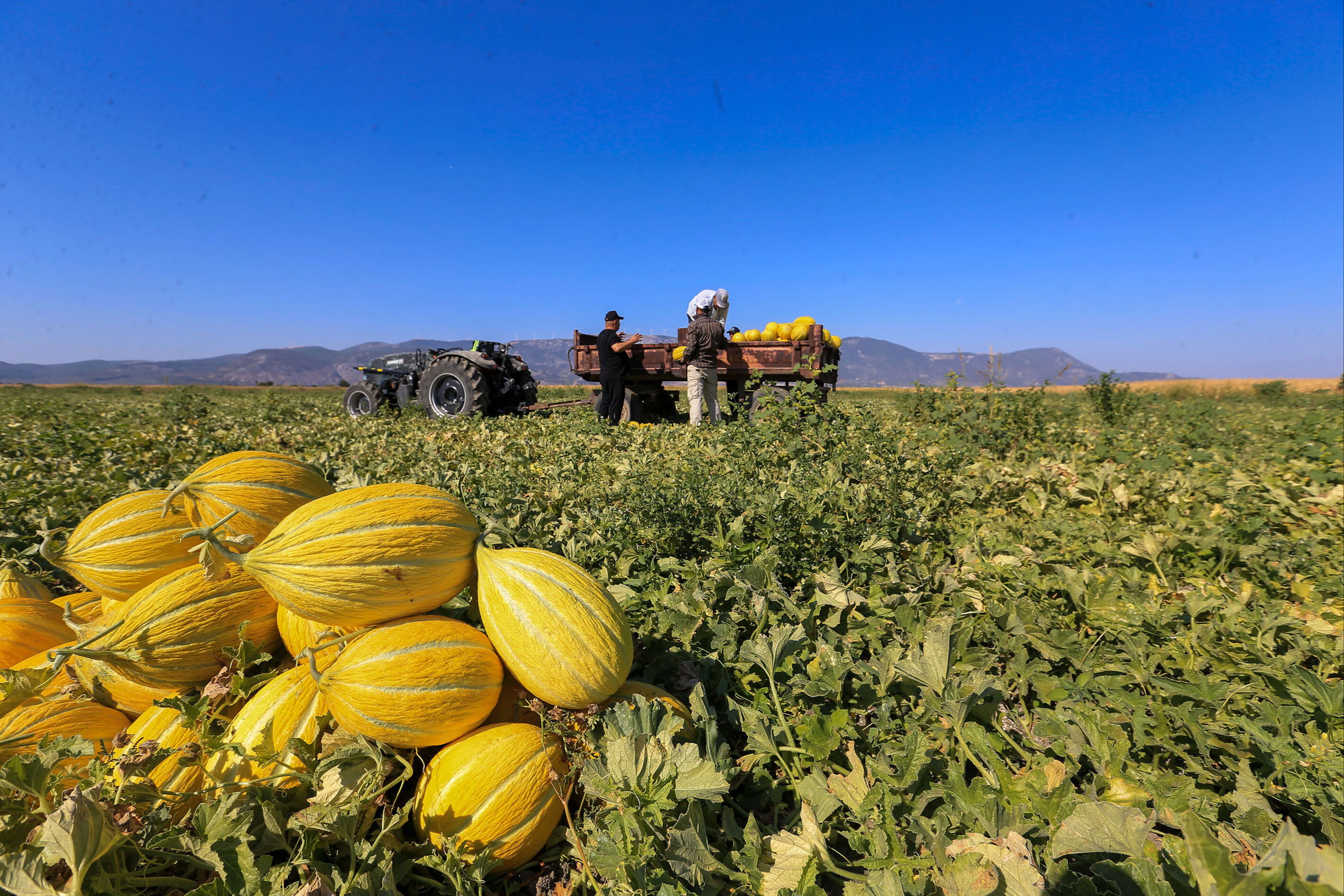 Depolarda ocak ayına kadar saklıyorlar! Aromasıyla damak çatlatan tescilli lezzette hasat sürüyor Depolarda ocak ayına kadar saklıyorlar! Aromasıyla damak çatlatan tescilli lezzette hasat sürüyor - 1. Resim