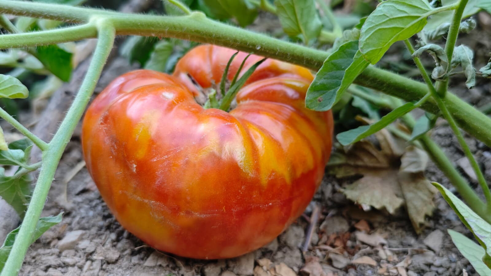 Her biri bir buçuk kilo! Ata tohumu ile yetişti, gören gözlerine inanamadı Her biri bir buçuk kilo! Ata tohumu ile yetişti, gören gözlerine inanamadı - 3. Resim