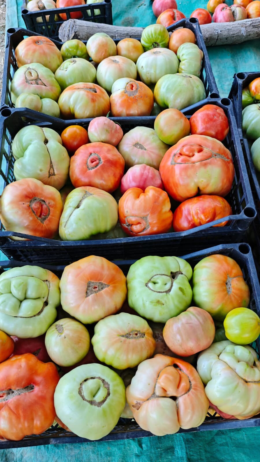 Her biri bir buçuk kilo! Ata tohumu ile yetişti, gören gözlerine inanamadı Her biri bir buçuk kilo! Ata tohumu ile yetişti, gören gözlerine inanamadı - 4. Resim