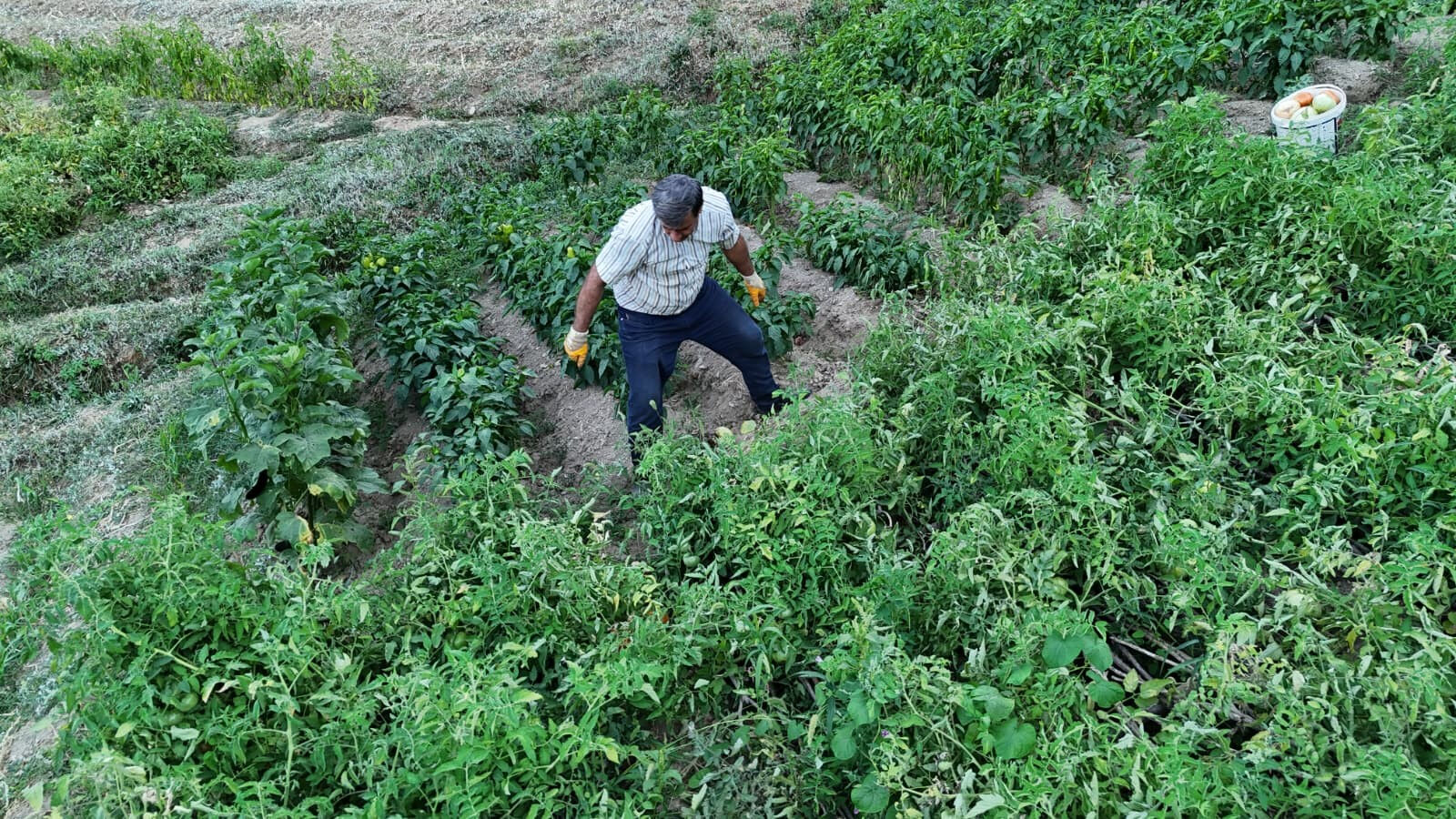 Her biri bir buçuk kilo! Ata tohumu ile yetişti, gören gözlerine inanamadı Her biri bir buçuk kilo! Ata tohumu ile yetişti, gören gözlerine inanamadı - 1. Resim