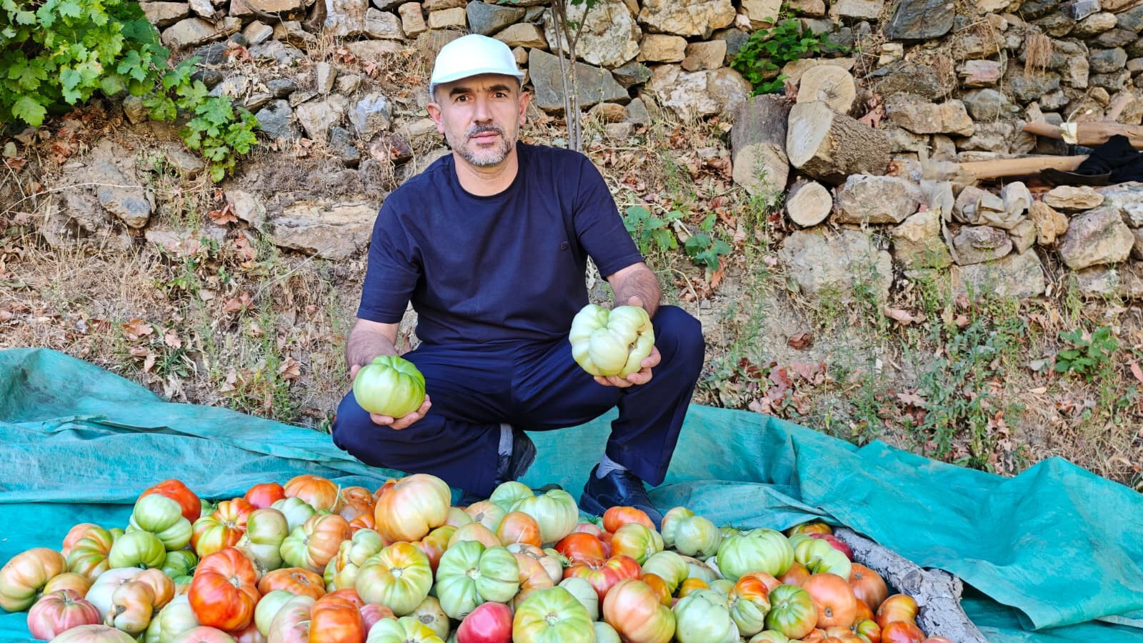 Her biri bir buçuk kilo! Ata tohumu ile yetişti, gören gözlerine inanamadı Her biri bir buçuk kilo! Ata tohumu ile yetişti, gören gözlerine inanamadı - 2. Resim